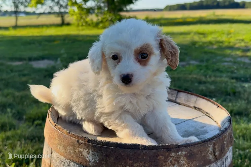 Mozzarella – Miniature Goldendoodle puppy for sale in New Haven, IN
