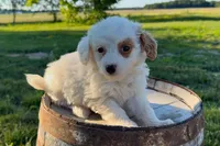 Mozzarella, a female Miniature Goldendoodle for sale in New Haven, IN – 1 of 3