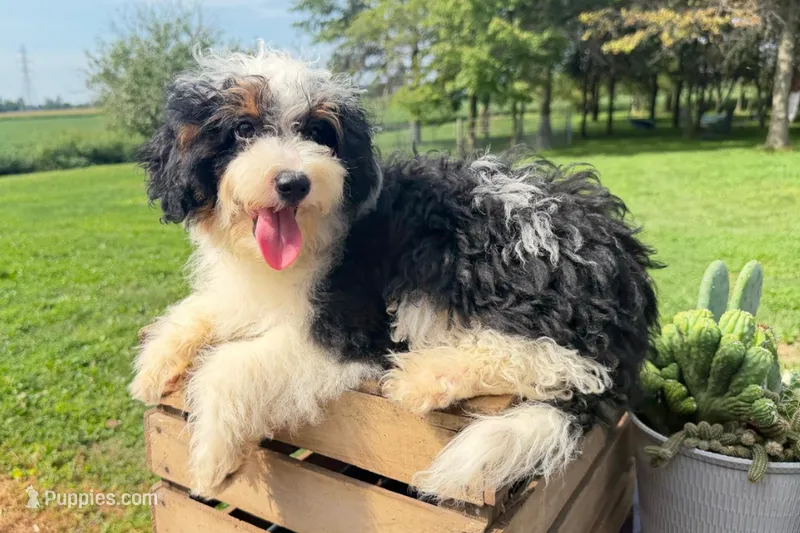 Nacho – Miniature Bernedoodle puppy for sale in New Haven, IN