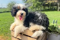 Nacho, a male Miniature Bernedoodle for sale in New Haven, IN – 1 of 3