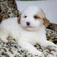 DEXTER, a male Miniature Bernedoodle for sale in New Haven, IN – Photo 3 of 3