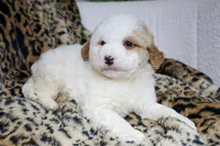 DEXTER, a male Miniature Bernedoodle for sale in New Haven, IN – Photo 3 of 3