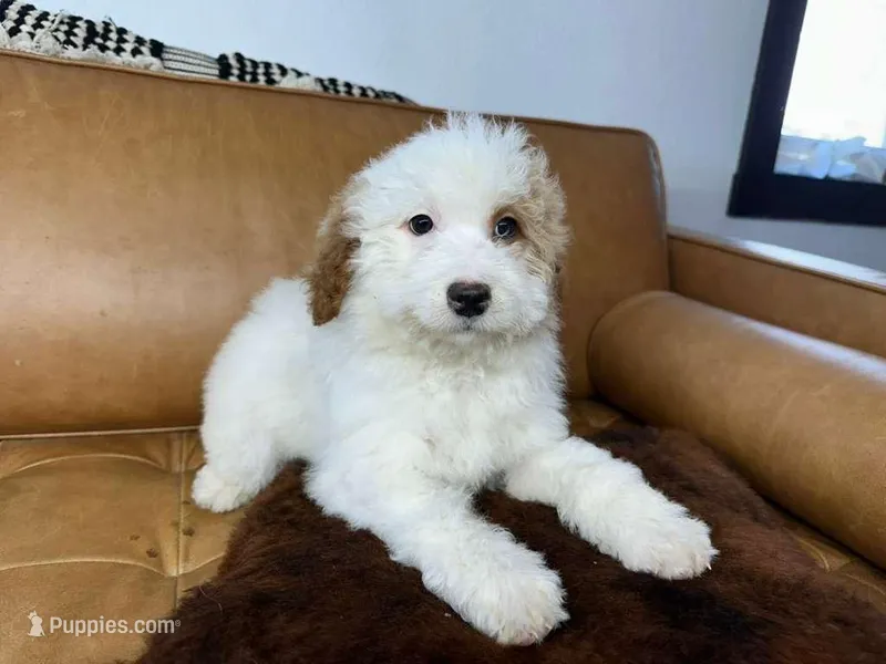 DEXTER, a male Miniature Bernedoodle for sale in New Haven, IN – Photo 1 of 3