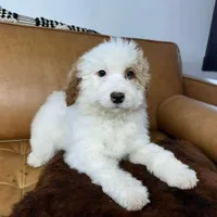 DEXTER, a male Miniature Bernedoodle for sale in New Haven, IN – Photo 1 of 3