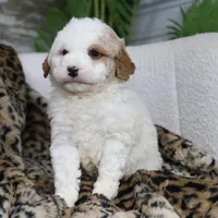 DEXTER, a male Miniature Bernedoodle for sale in New Haven, IN – Photo 2 of 3