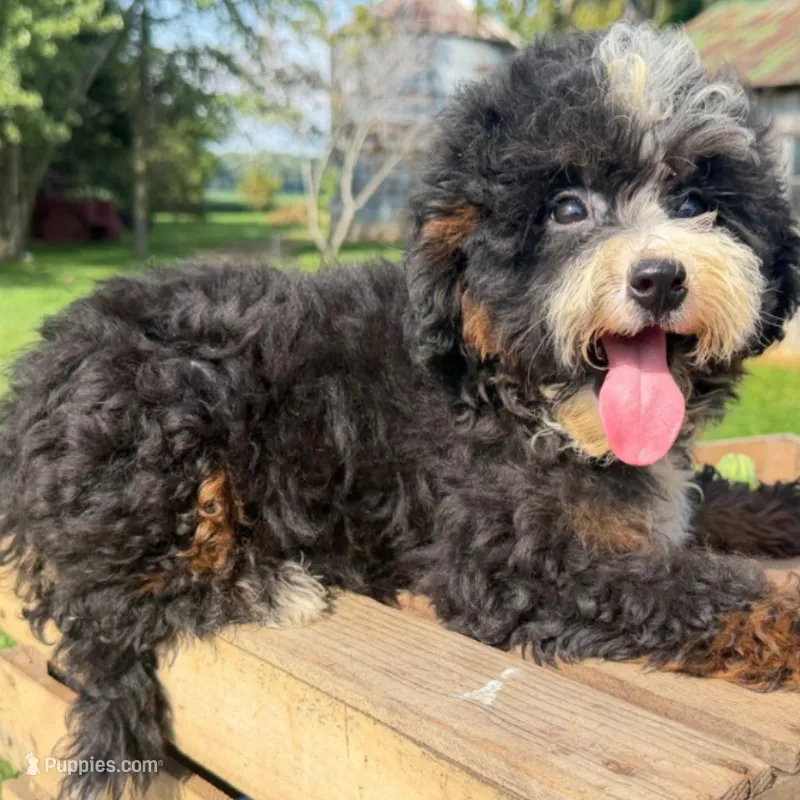 Ravioli – Miniature Bernedoodle puppy for sale in New Haven, IN