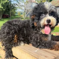 Ravioli, a male Miniature Bernedoodle for sale in New Haven, IN – 1 of 1