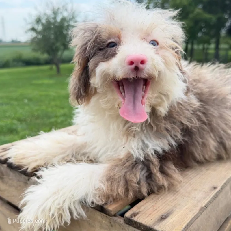 Paris – Miniature Bernedoodle puppy for sale in New Haven, IN