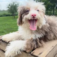 Paris, a female Miniature Bernedoodle for sale in New Haven, IN – 1 of 1