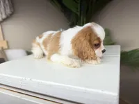 processed/eb280c21-e279-43b4-af5f-5985199ecfb9/listing/cc30c883-190d-4dad-b849-744ec1bed7be/6e05b39c-14b8-4df3-b00e-c54bed2065ed