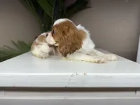 processed/eb280c21-e279-43b4-af5f-5985199ecfb9/listing/cc30c883-190d-4dad-b849-744ec1bed7be/6fd8588a-35cb-4ff4-9b44-081355445fb3