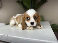 processed/eb280c21-e279-43b4-af5f-5985199ecfb9/listing/cc30c883-190d-4dad-b849-744ec1bed7be/90588756-e656-48dd-8faa-5caaad6dd1e7