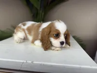 processed/eb280c21-e279-43b4-af5f-5985199ecfb9/listing/cc30c883-190d-4dad-b849-744ec1bed7be/91cf0558-3af7-4b54-856e-63e414c6c344