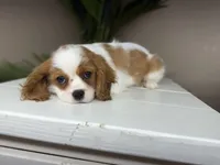 processed/eb280c21-e279-43b4-af5f-5985199ecfb9/listing/cc30c883-190d-4dad-b849-744ec1bed7be/e183c8f6-2bcb-446c-bdc5-efe870edfece