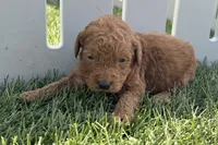 Kenny, a male Miniature Goldendoodle for sale in New Haven, IN – 2 of 3