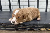 Daniel, a male Miniature Goldendoodle for sale in New Haven, IN – 3 of 3