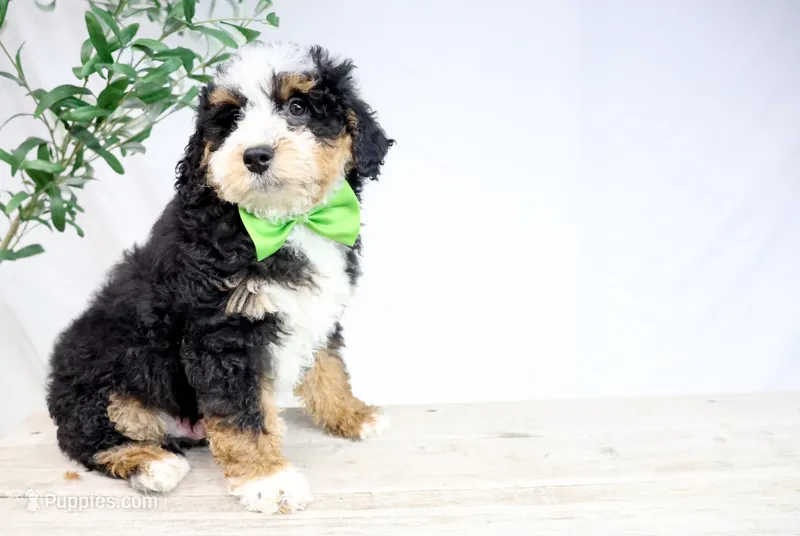 HARLEY, a male Miniature Bernedoodle for sale in New Haven, IN – Photo 1 of 3