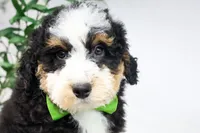 HARLEY, a male Miniature Bernedoodle for sale in New Haven, IN – Photo 2 of 3