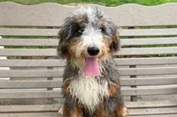 Dante, a male Miniature Bernedoodle for sale in New Haven, IN – 2 of 3