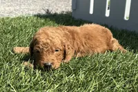 Kenny, a male Miniature Goldendoodle for sale in New Haven, IN – 3 of 3