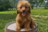 Nathan, a female Miniature Goldendoodle for sale in New Haven, IN – 3 of 6