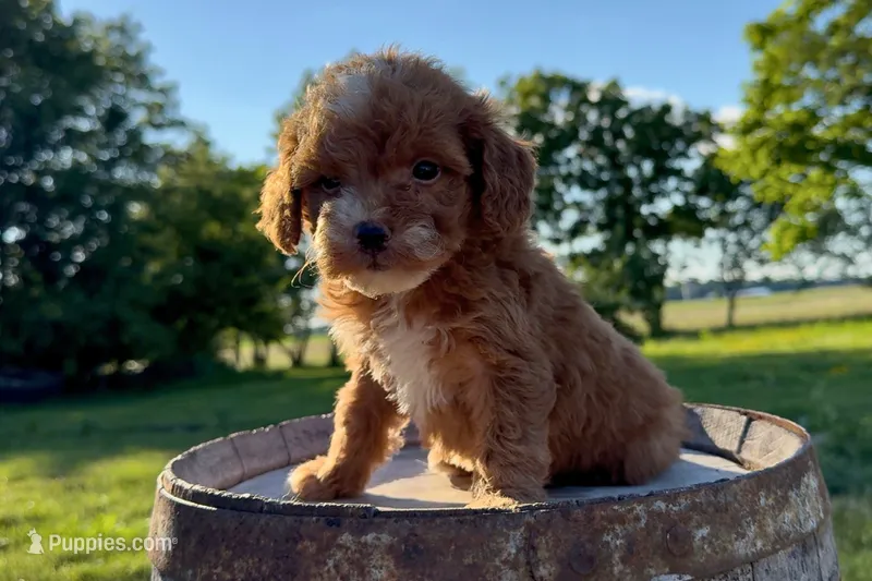 Gouda – Miniature Goldendoodle puppy for sale in New Haven, IN