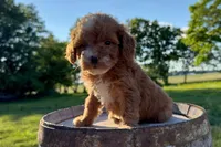 Gouda, a female Miniature Goldendoodle for sale in New Haven, IN – 1 of 3
