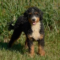 Bear, a male Miniature Bernedoodle for sale in New Haven, IN – Photo 3 of 3