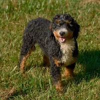 Bear, a male Miniature Bernedoodle for sale in New Haven, IN – Photo 2 of 3