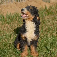 Bear, a male Miniature Bernedoodle for sale in New Haven, IN – Photo 1 of 3