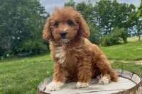 Peyton, a female Miniature Goldendoodle for sale in New Haven, IN – 3 of 6