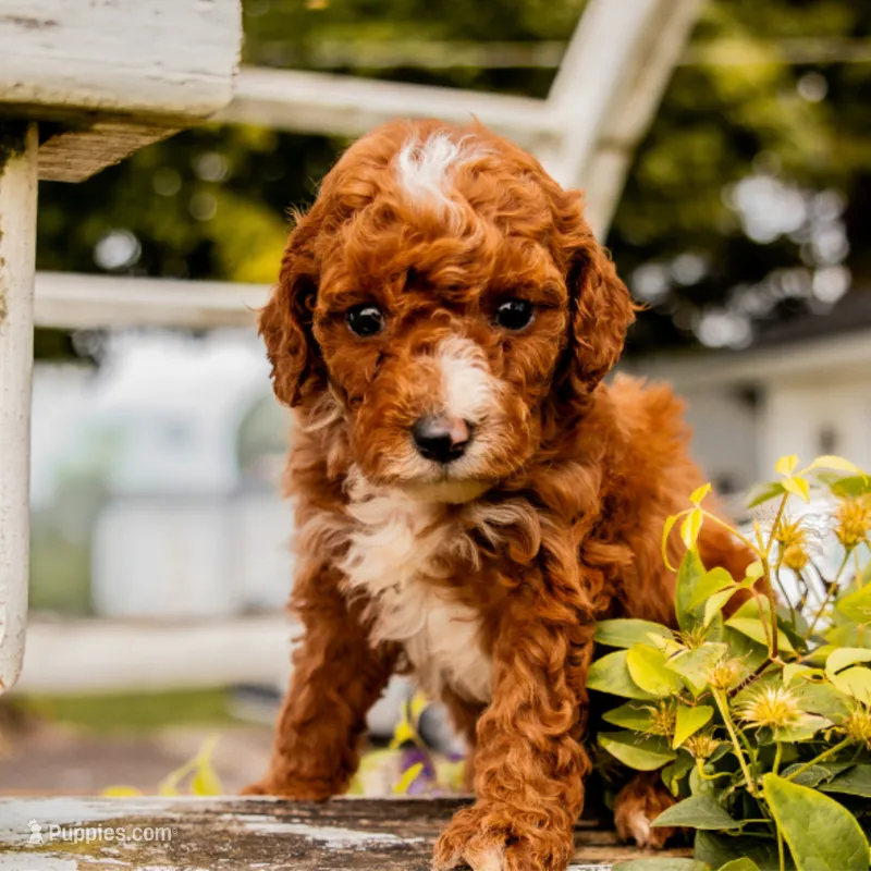 Fritzgerald – Miniature Goldendoodle puppy for sale in New Haven, IN