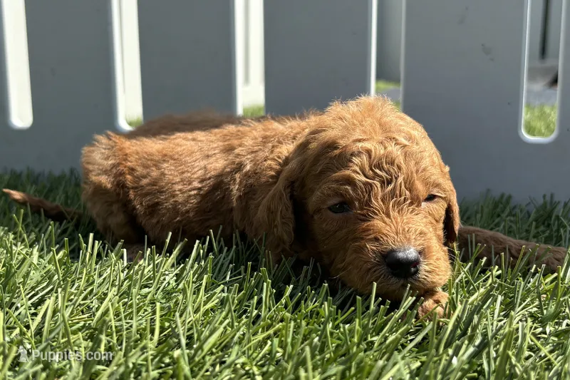 Kenny – Miniature Goldendoodle puppy for sale in New Haven, IN