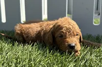 Kenny, a male Miniature Goldendoodle for sale in New Haven, IN – 1 of 3