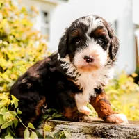 Greta, a female Miniature Bernedoodle for sale in New Haven, IN – 1 of 1