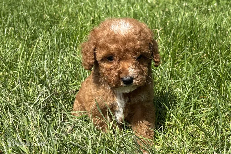 Peyton – Miniature Goldendoodle puppy for sale in New Haven, IN
