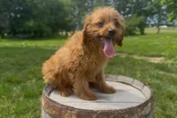 Nathan, a female Miniature Goldendoodle for sale in New Haven, IN – 2 of 6