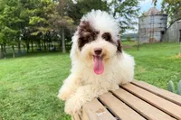 Taco, a male Miniature Bernedoodle for sale in New Haven, IN – 3 of 3