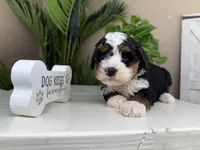 Betina, a female Miniature Bernedoodle for sale in New Haven, IN – Photo 2 of 5