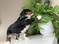 Betina, a female Miniature Bernedoodle for sale in New Haven, IN – Photo 5 of 5