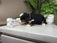 Betina, a female Miniature Bernedoodle for sale in New Haven, IN – Photo 4 of 5