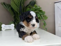 Betina, a female Miniature Bernedoodle for sale in New Haven, IN – Photo 3 of 5