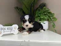 Betina, a female Miniature Bernedoodle for sale in New Haven, IN – Photo 1 of 5