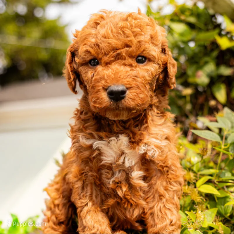 Doyle – Miniature Goldendoodle puppy for sale in New Haven, IN