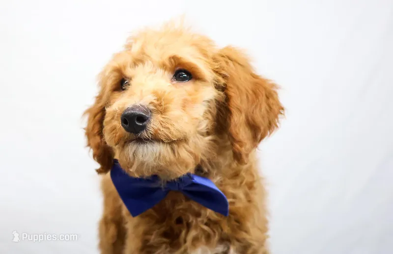 DRACO, a male Miniature Goldendoodle for sale in New Haven, IN – Photo 1 of 3