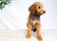 DRACO, a male Miniature Goldendoodle for sale in New Haven, IN – Photo 2 of 3