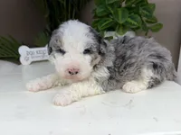 Naya, a female Miniature Bernedoodle for sale in New Haven, IN – Photo 4 of 5
