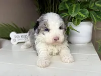 Naya, a female Miniature Bernedoodle for sale in New Haven, IN – Photo 2 of 5