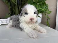 Naya, a female Miniature Bernedoodle for sale in New Haven, IN – Photo 3 of 5
