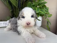 Naya, a female Miniature Bernedoodle for sale in New Haven, IN – Photo 5 of 5